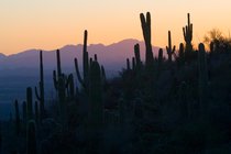 Saguaros silhouetted at sunset near the Sonora Desert Museum