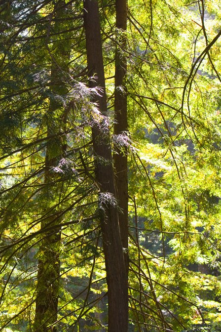 Young redwoods in Russian Gulch State Park, California