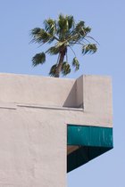 Rooftop Palm