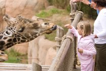 Zoo Feeding Giraffe