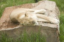 Zoo Lioness