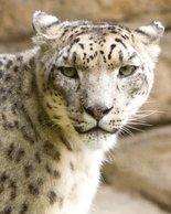 Zoo Snow Leopard