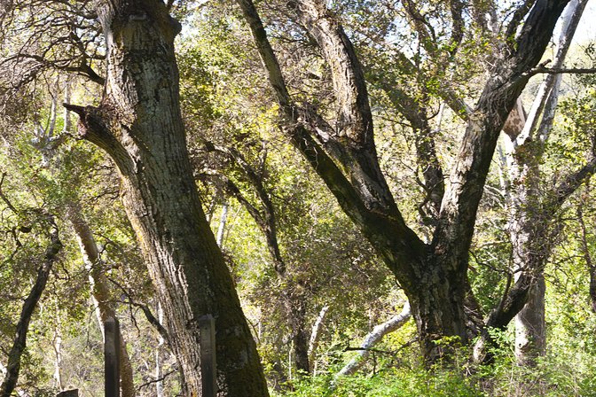 Oak tree limbs at Stevens Creek Park, Santa Clara County, California