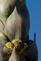 Blooming Agave Shawii at the Sonora Desert Museum