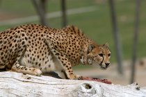 Cheetah, I