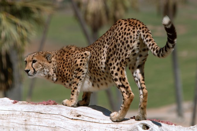 Cheetah2-m.jpg