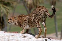 Cheetah, II