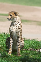 Cheetah, III