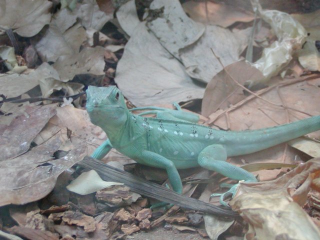 Blue lizard