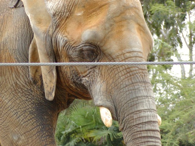 Elephant