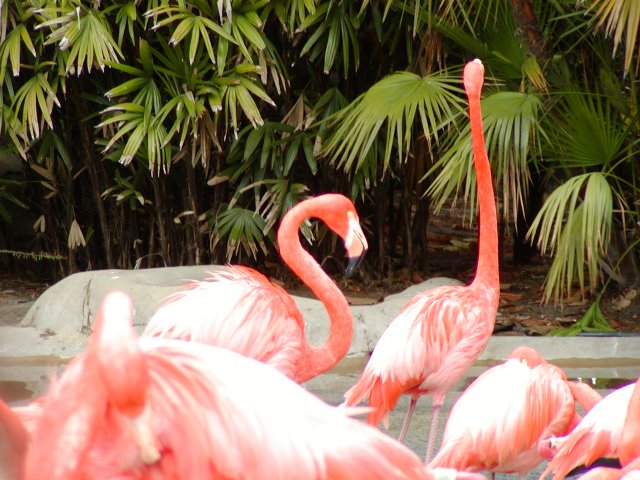 Flamingos