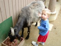 Petting zoo