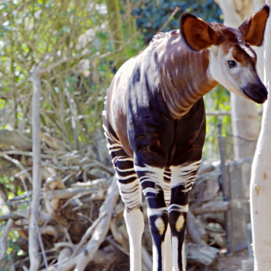 Guess the animal ;DD Okapi-m