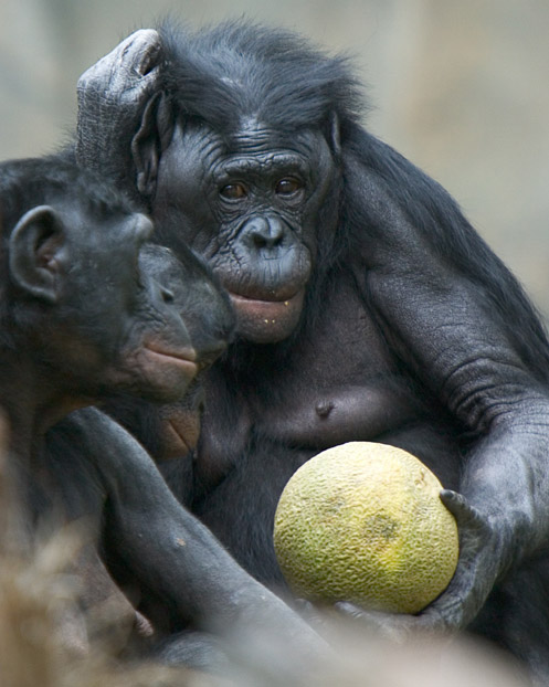 Bonobos and canteloupe