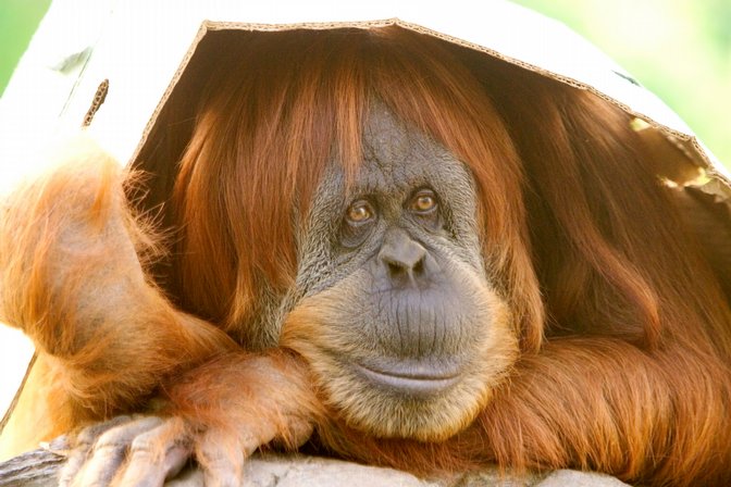 Orangutan Box Hat