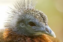 Pheasant