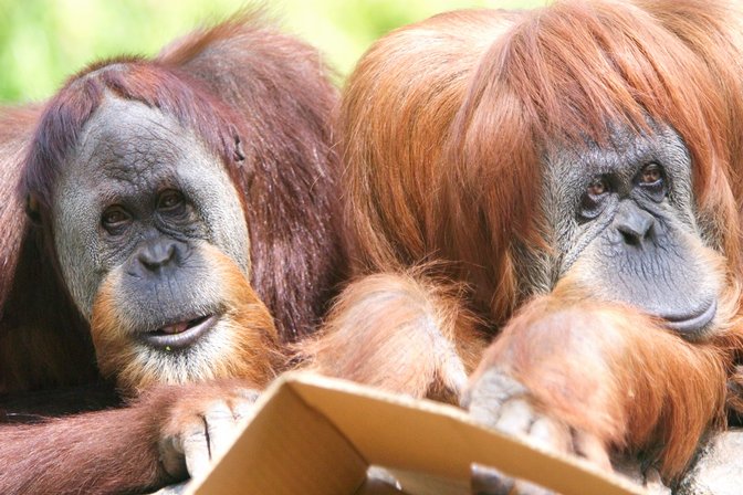 Two Orangutans