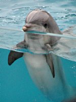 Dolphin