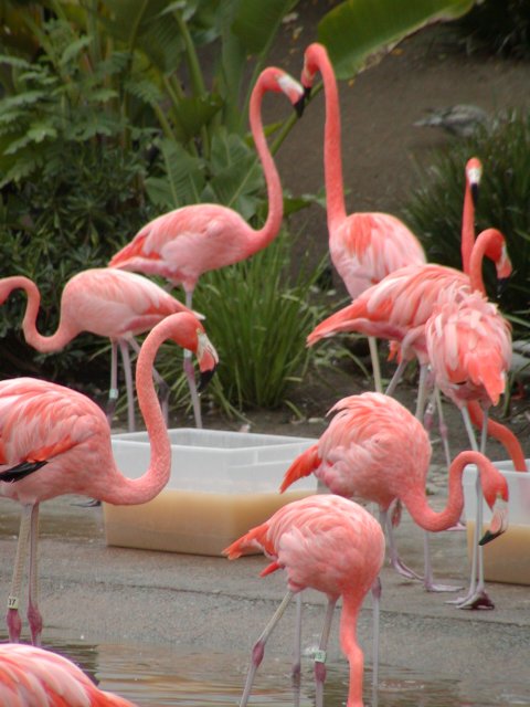 Flamingos-m.jpg