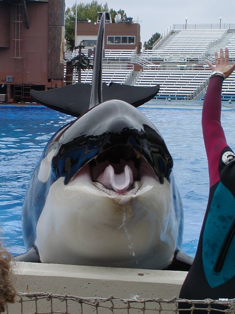 Orca smiling