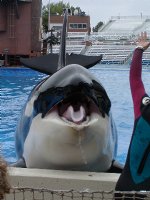 Orca smiling