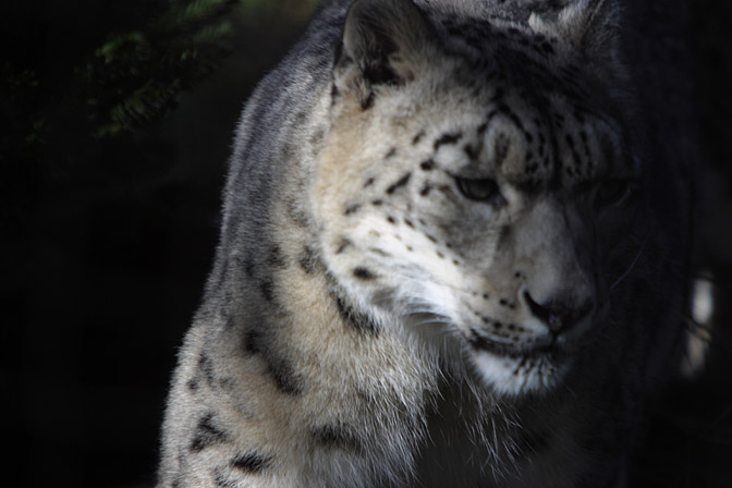 Snow Leopard, I