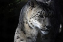 Snow Leopard, I