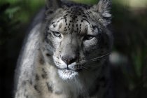 Snow Leopard, II
