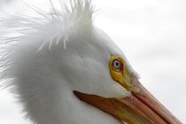 Snowy Pelican, II