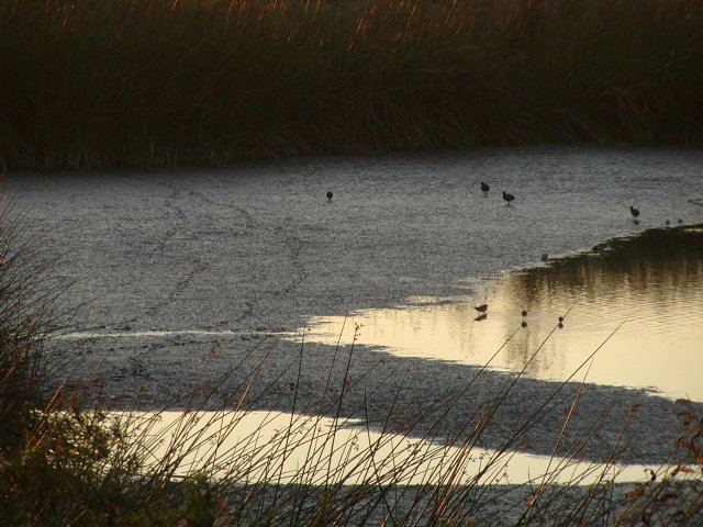 Mud Flat