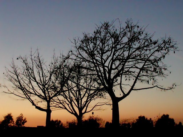 Silhouetted Trees, I