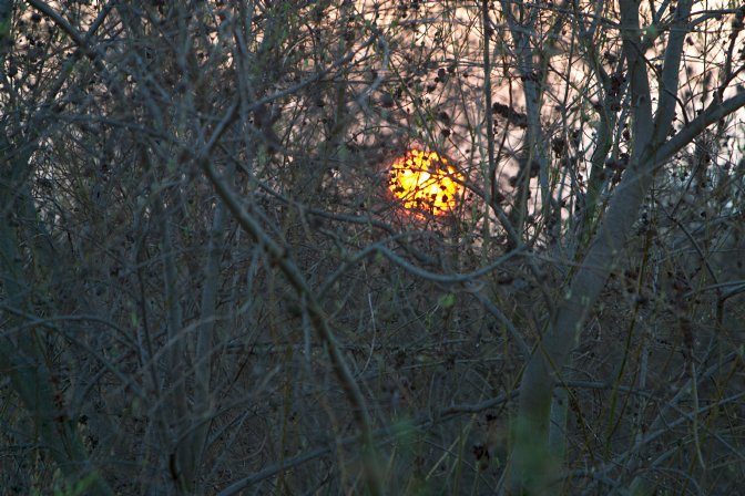 Sun snared in branches