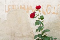 Graffiti and rose on Bled Island