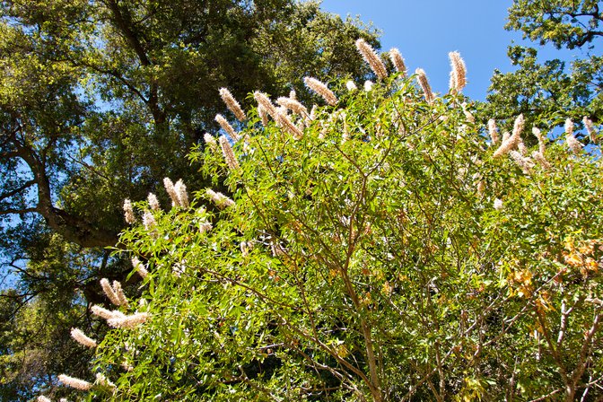 Flowering Buckeye tree at Stevens Creek Park, Santa Clara County, California