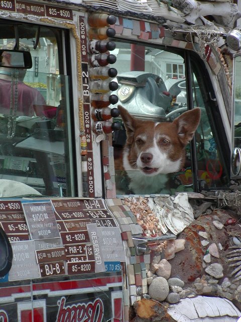 Doggie in the window