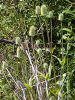 Burrs