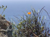California Poppy with a view