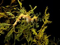 Dragon Fish