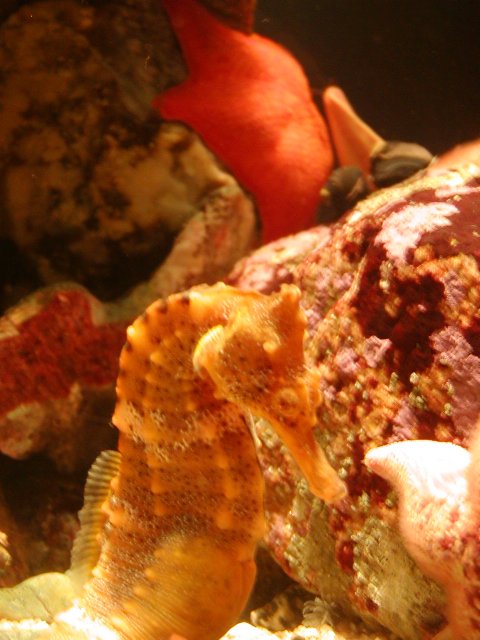 Pictures Of Seahorse - Free Seahorse pictures 
