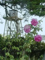 Rose tower