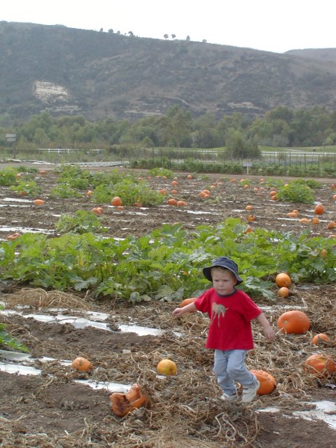 Timothy in the pumpkin field