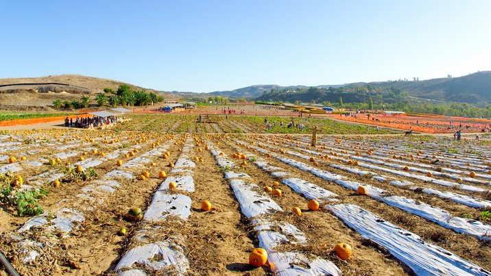 Pumpkin Fields, II