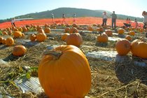 Pumpkin fields at Tanaka Farms