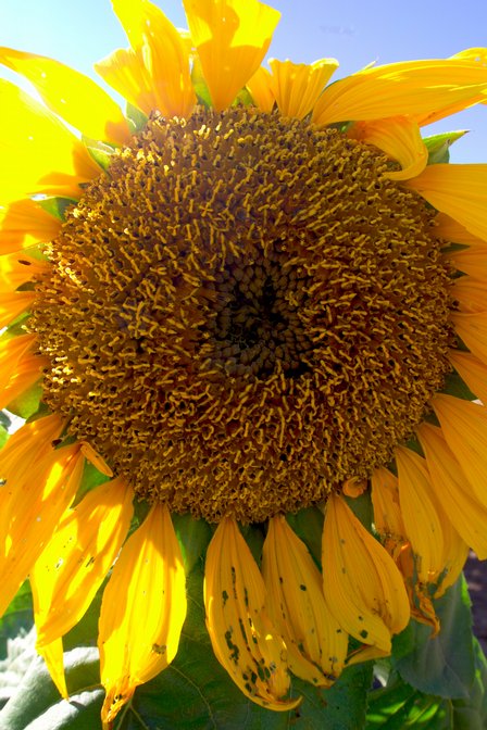 Sunflower, I