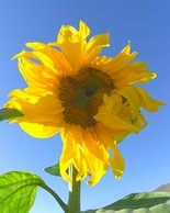 Sunflower at Tanaka Farms