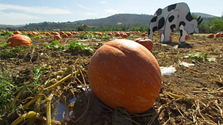 Pumpkin field with fake cow