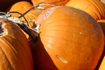 Pumpkins, II