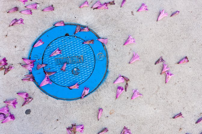 Utility cover with fallen Spring blossoms on the UC Irvine campus