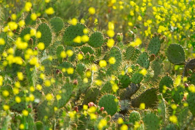 Cactus And Mustard, II