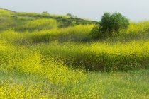 Mustard-covered hillside in University Hills, Irvine